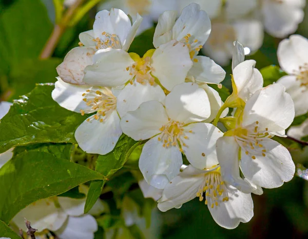 White flower jasmine — Stock Photo, Image