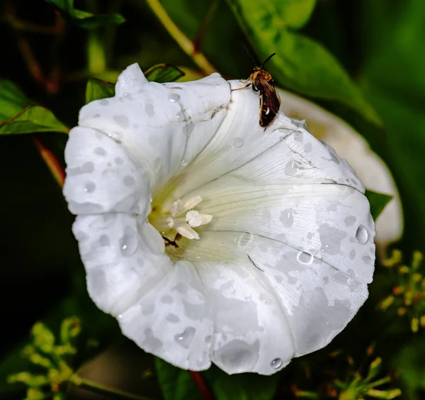 White flower Convolvulus arvensis — Stock Photo, Image