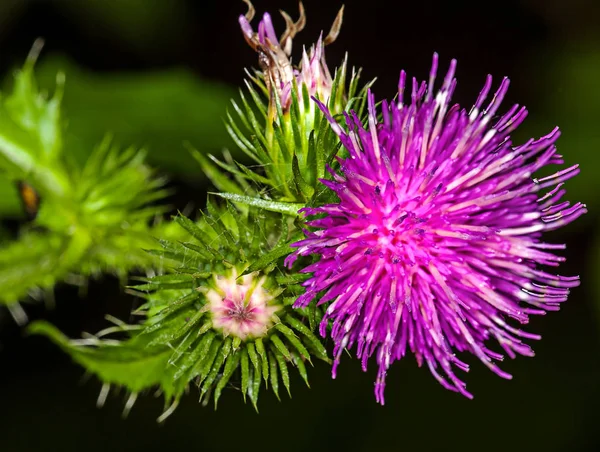 Allium červený květ — Stock fotografie