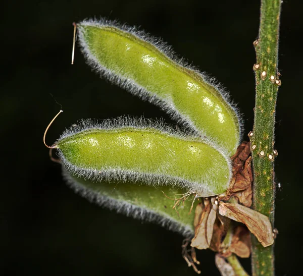 Frutta rosa lupino — Foto Stock