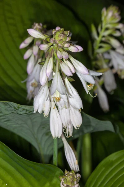 Bílý květ hosta — Stock fotografie
