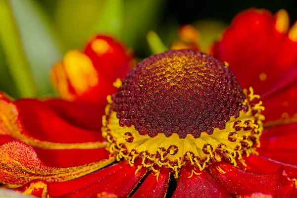 Κόκκινο λουλούδι Helenium autumnale — Φωτογραφία Αρχείου