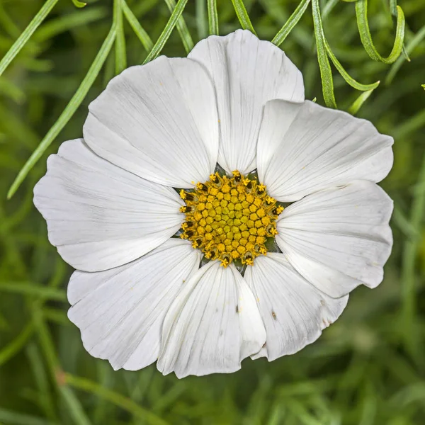 Flor branca kosmeya — Fotografia de Stock