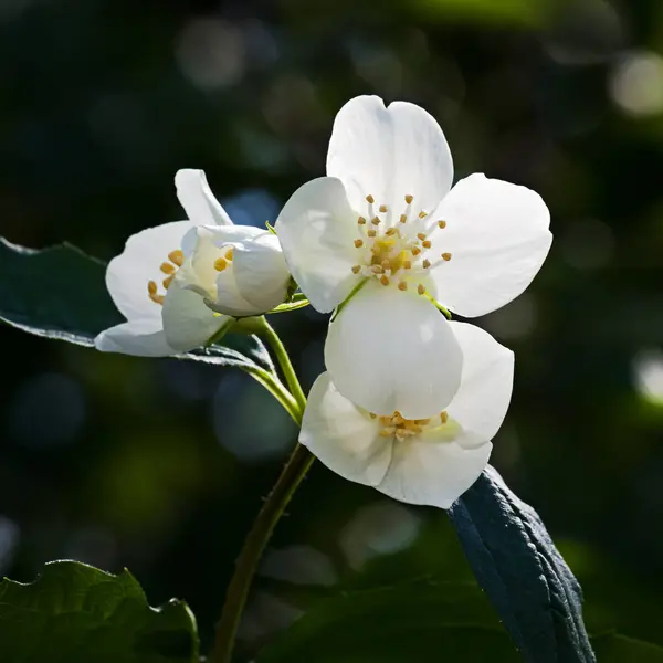 Witte bloem jasmijn — Stockfoto