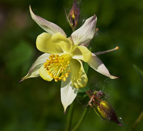 Fleur blanche Aquilegia — Photo
