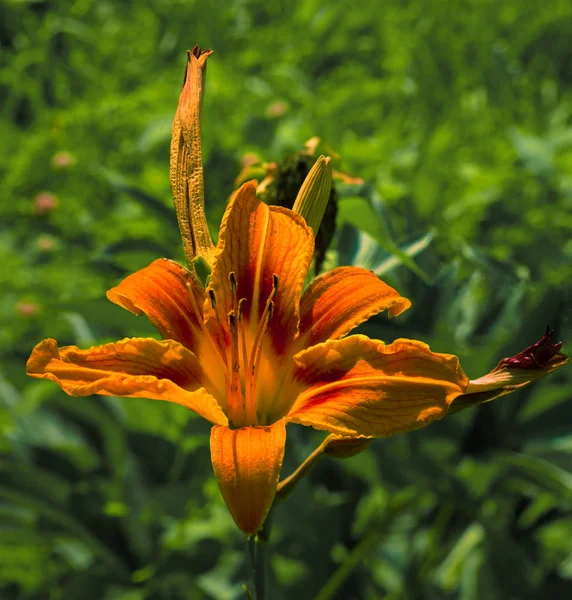 Kwiat pomarańczy Hemerocllis — Zdjęcie stockowe