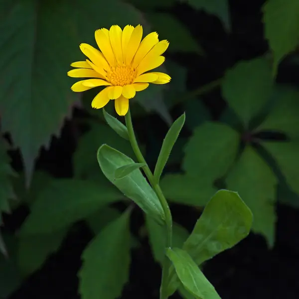 Yellow calendula flower — Stock Photo, Image