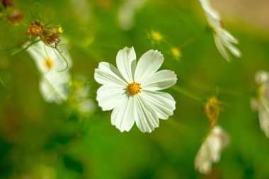 Beyaz çiçek kosmeya