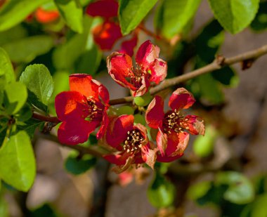 Kırmızı sakura çiçek