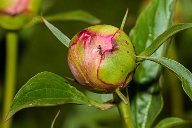 Kırmızı Şakayık çiçeği