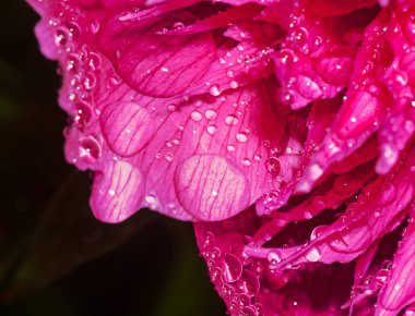 Kırmızı Şakayık çiçeği