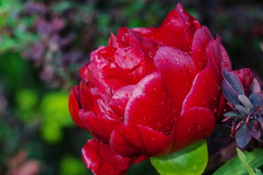 Kırmızı Şakayık çiçeği