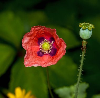 Kırmızı gelincik bud tuttu 