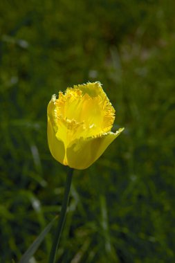 Sarı Lale çiçeği (Trollius )