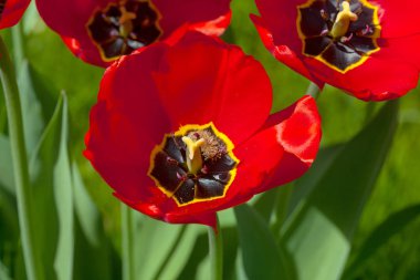 kırmızı lale çiçek