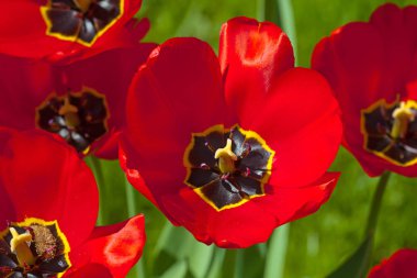 kırmızı lale çiçek