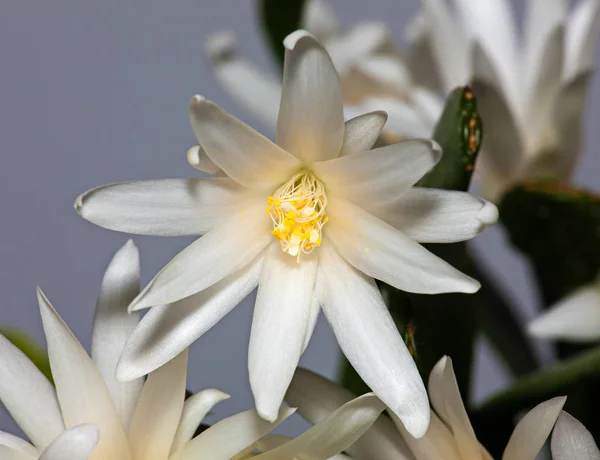 Fiore bianco Schlumberger — Foto Stock