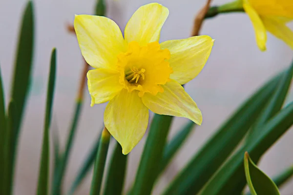 Narcisse jaune Fleur — Photo