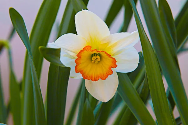 노란 수 선화 꽃 — 스톡 사진