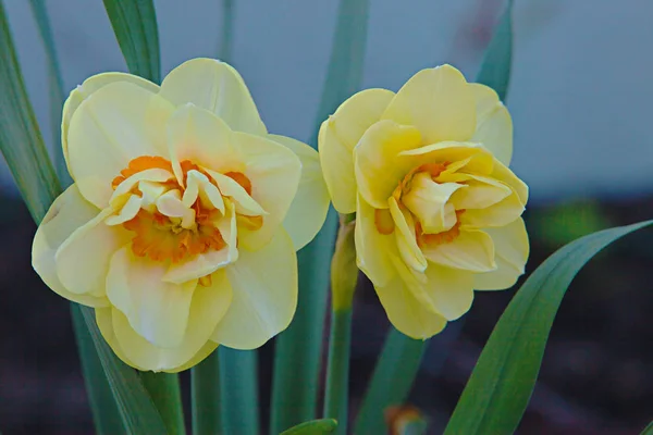 Narcisse jaune Fleur — Photo