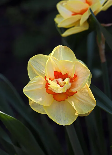 Narcisse jaune Fleur — Photo