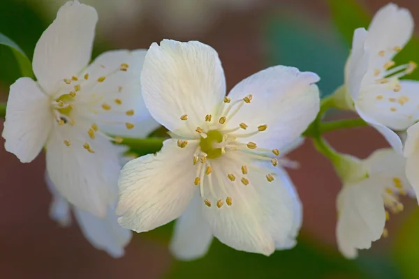 Witte bloem jasmijn — Stockfoto