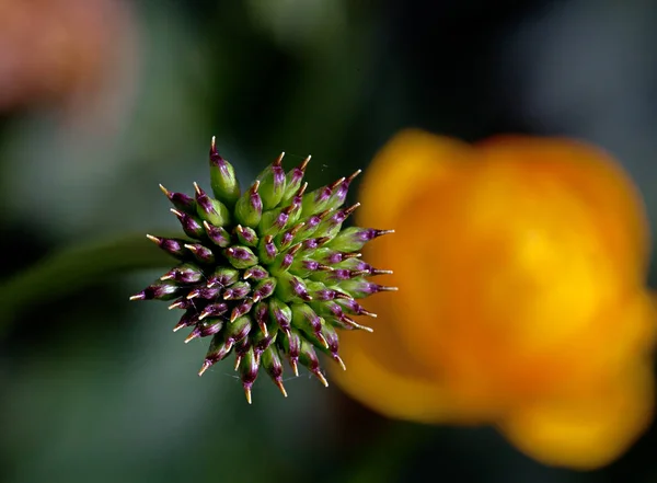 Fleur d'allium rouge — Photo