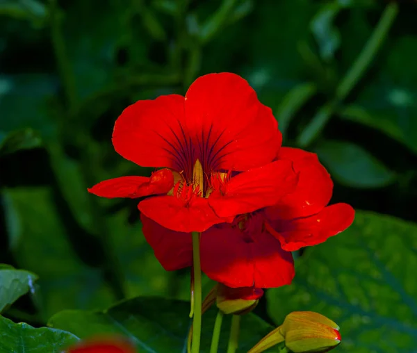 Fiore rosso nasturzio — Foto Stock