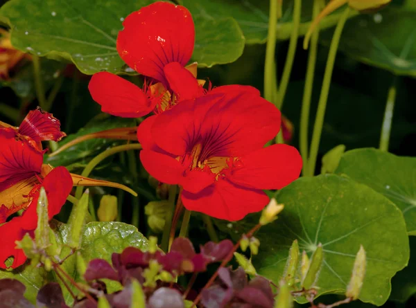 Красный цветок настурция — стоковое фото