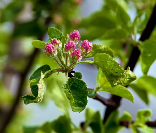 Witte bloem appelboom malus — Stockfoto