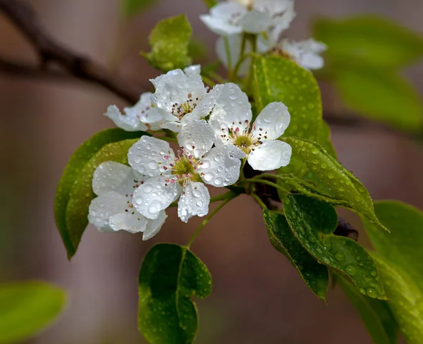 White flower Pear — Stock Photo, Image