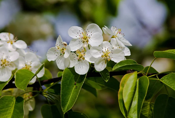 Pera de flor blanca — Foto de Stock