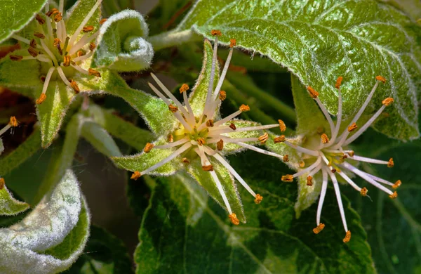 Bleka blomma äpple-träd Malus — Stockfoto