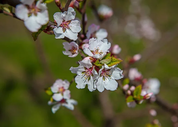 Flor blanca Cereza —  Fotos de Stock