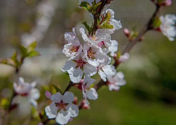 Flor blanca Cereza —  Fotos de Stock