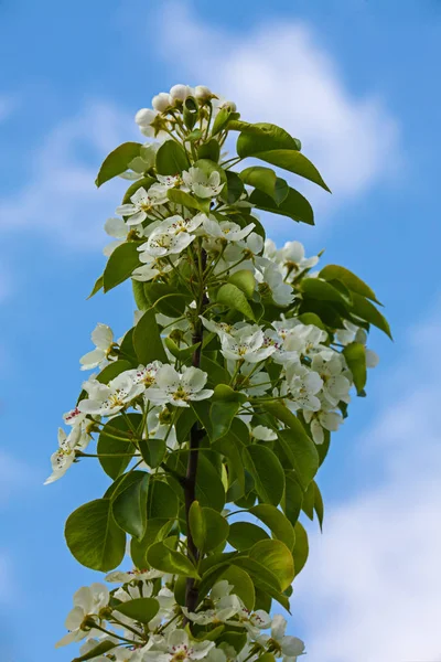 White flower Apple-tree Malus — Stock Photo, Image