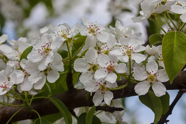 Pera de flor blanca — Foto de Stock