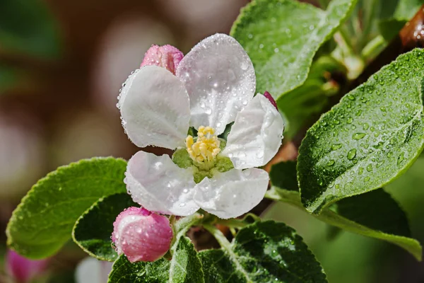 Flor blanca Manzano Malus —  Fotos de Stock