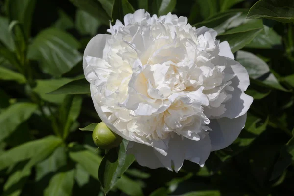 White bud peony flower — Stock Photo, Image