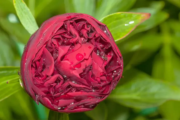 Kırmızı Şakayık çiçeği — Stok fotoğraf