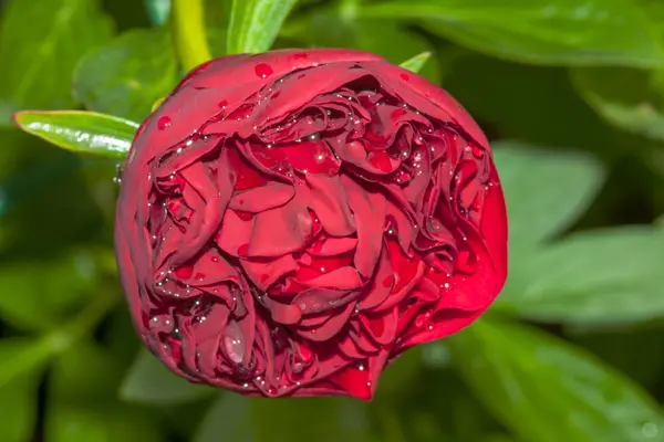 Červená Pivoňka květ — Stock fotografie