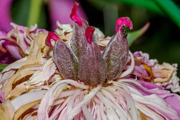 Röd pion blomma — Stockfoto