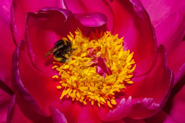 Red peony flower — Stock Photo, Image