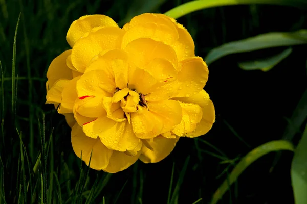 Yellow Tulip flower ( trollius ) — Stock Photo, Image