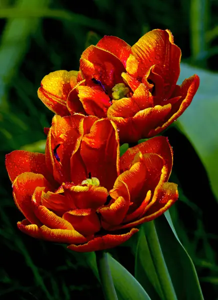 Czerwony kwiat w ogrodzie — Zdjęcie stockowe