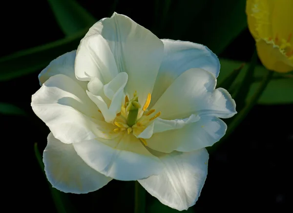 Fehér tulipán virág (Trollius ) — Stock Fotó