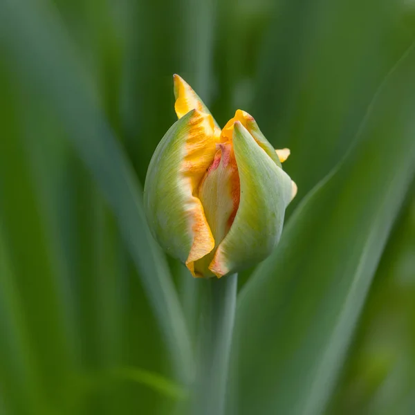 Poppy gul knopp — Stockfoto