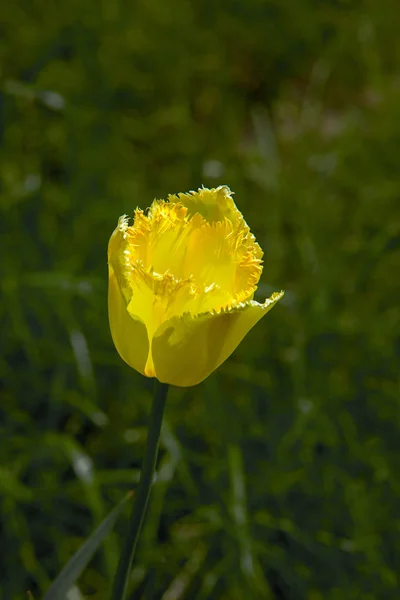 Fleur de tulipe jaune (trollius)  ) — Photo