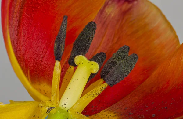 Czerwony tulipan kwiat — Zdjęcie stockowe