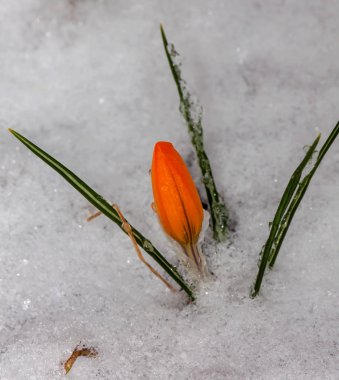 Kar yağışı sonrası crocuses kardelen